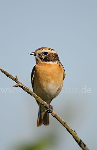 Braunkehlchen (Saxicola rubetra)