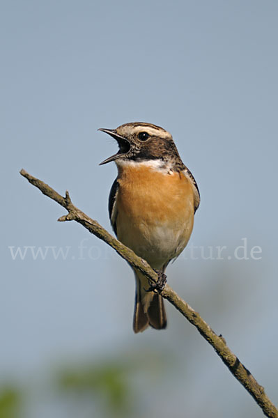 Braunkehlchen (Saxicola rubetra)