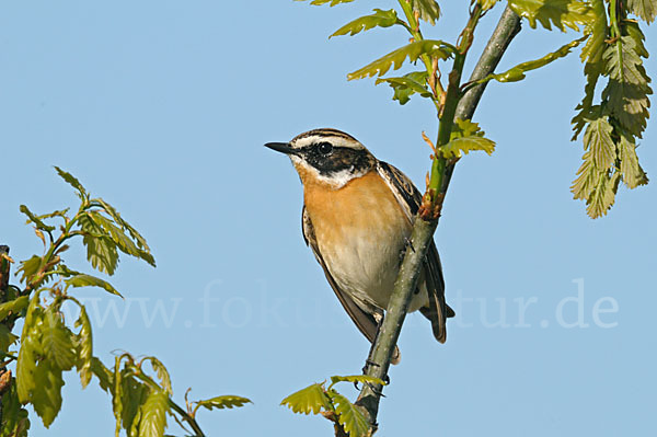 Braunkehlchen (Saxicola rubetra)