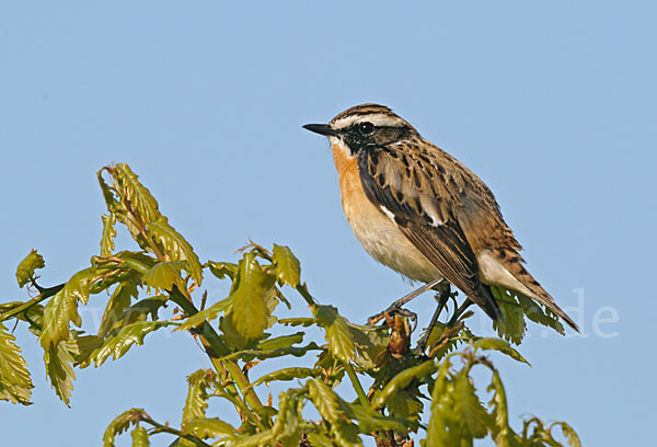 Braunkehlchen (Saxicola rubetra)