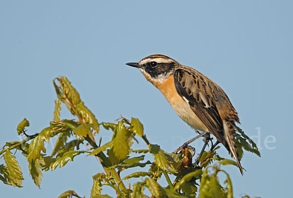 Braunkehlchen (Saxicola rubetra)