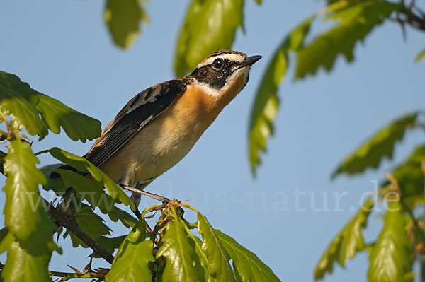 Braunkehlchen (Saxicola rubetra)