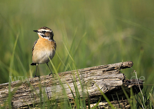 Braunkehlchen (Saxicola rubetra)