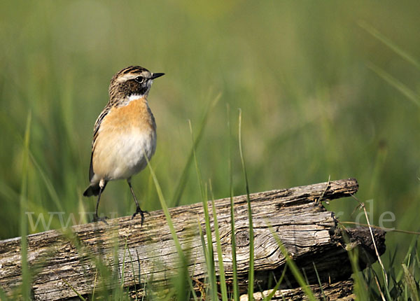 Braunkehlchen (Saxicola rubetra)