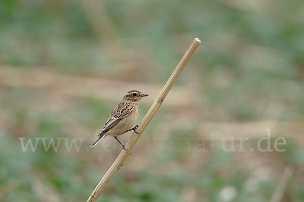 Braunkehlchen (Saxicola rubetra)