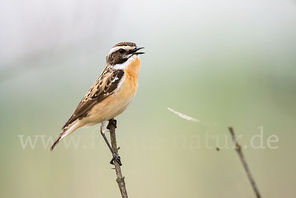 Braunkehlchen (Saxicola rubetra)