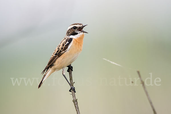 Braunkehlchen (Saxicola rubetra)