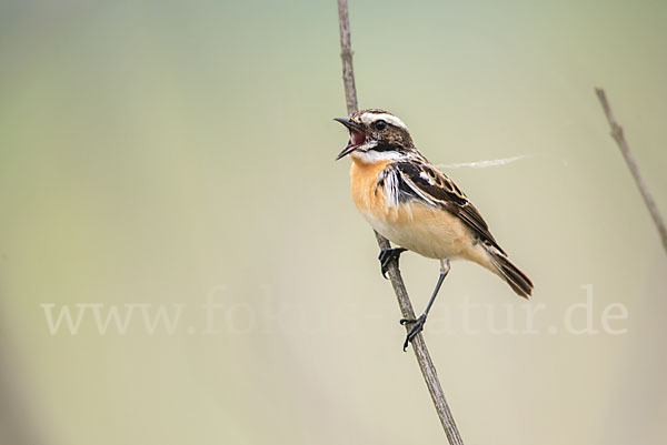 Braunkehlchen (Saxicola rubetra)