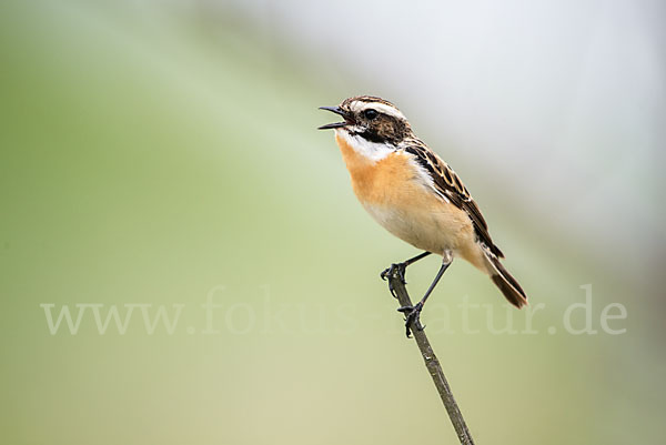 Braunkehlchen (Saxicola rubetra)