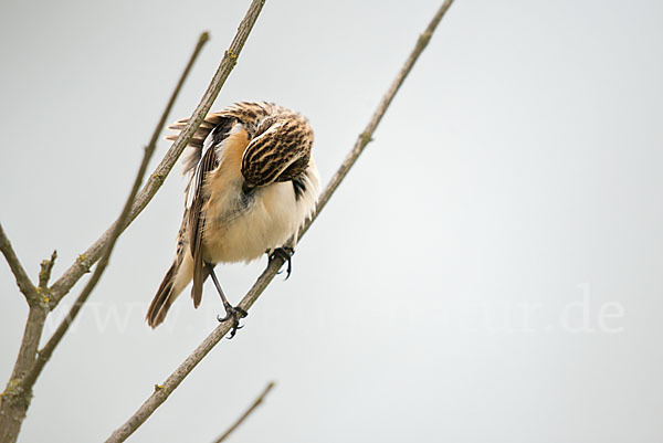 Braunkehlchen (Saxicola rubetra)