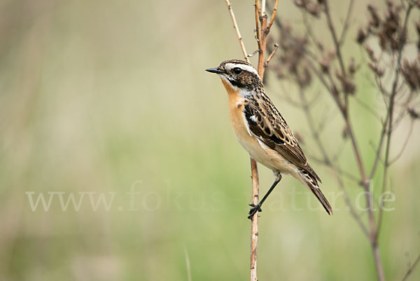 Braunkehlchen (Saxicola rubetra)