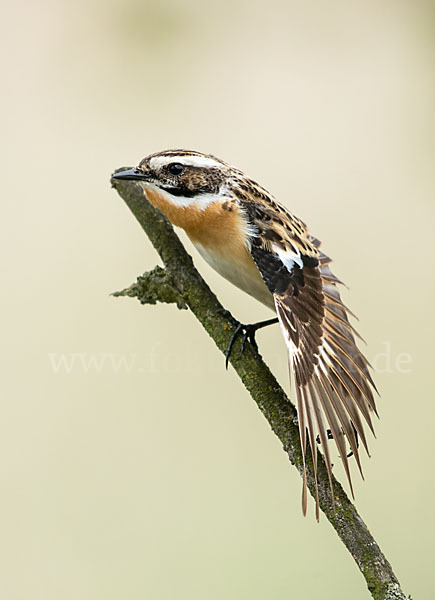 Braunkehlchen (Saxicola rubetra)