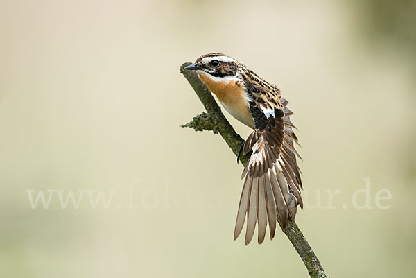 Braunkehlchen (Saxicola rubetra)