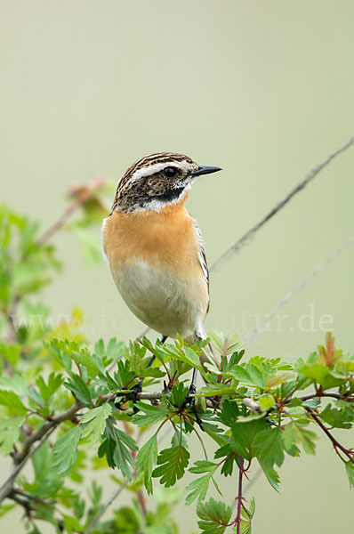 Braunkehlchen (Saxicola rubetra)