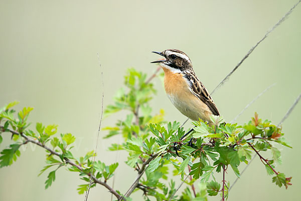 Braunkehlchen (Saxicola rubetra)