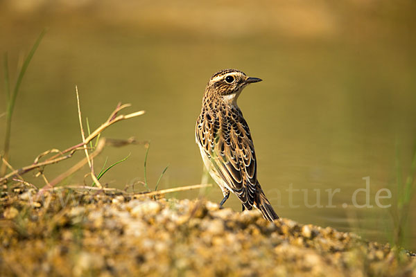 Braunkehlchen (Saxicola rubetra)