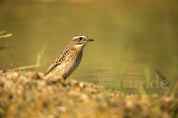 Braunkehlchen (Saxicola rubetra)