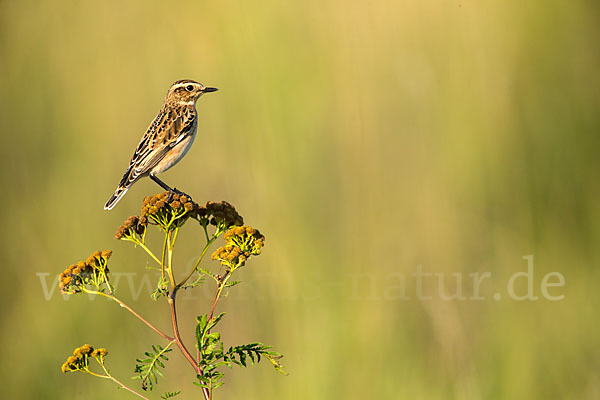 Braunkehlchen (Saxicola rubetra)