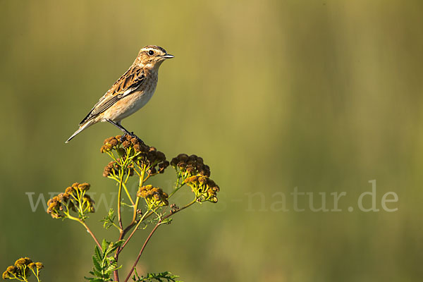 Braunkehlchen (Saxicola rubetra)