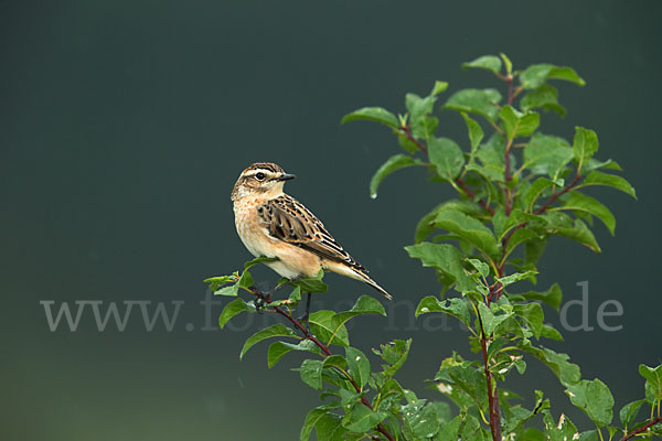 Braunkehlchen (Saxicola rubetra)