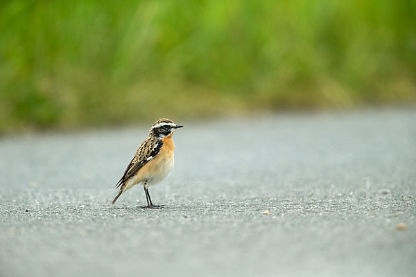 Braunkehlchen (Saxicola rubetra)