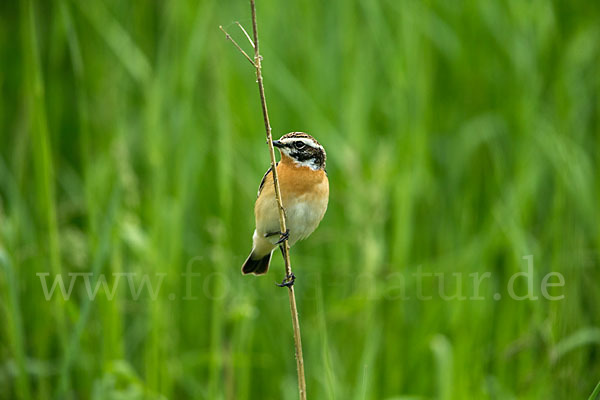 Braunkehlchen (Saxicola rubetra)