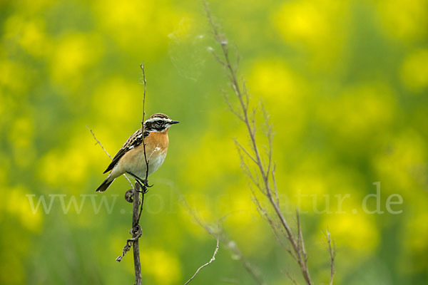 Braunkehlchen (Saxicola rubetra)