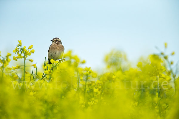 Braunkehlchen (Saxicola rubetra)