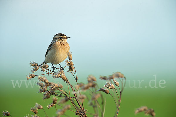 Braunkehlchen (Saxicola rubetra)