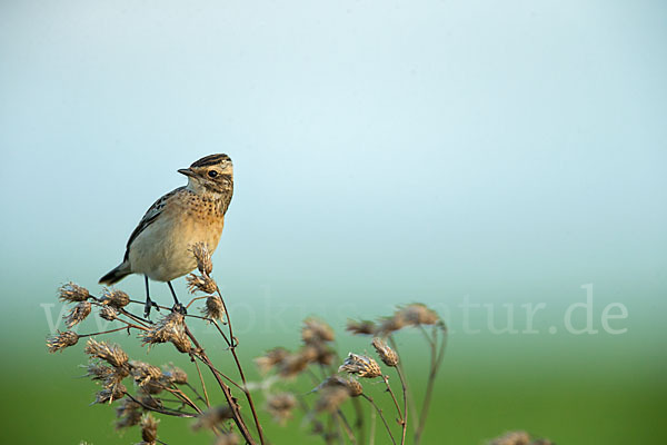 Braunkehlchen (Saxicola rubetra)