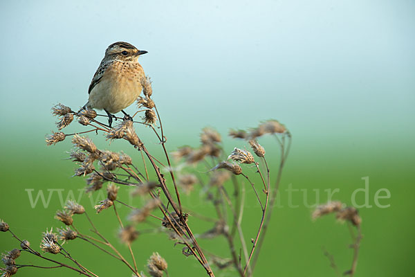 Braunkehlchen (Saxicola rubetra)