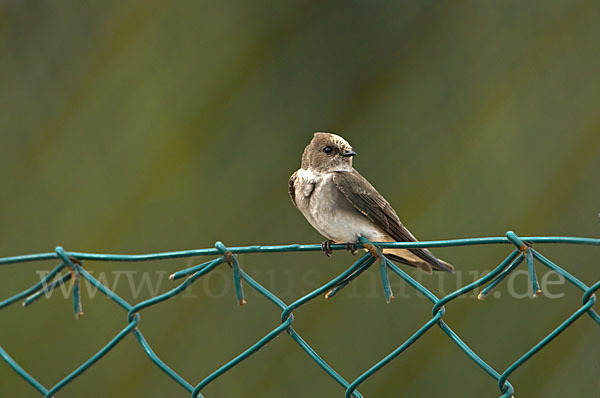 Braunkehluferschwalbe (Riparia paludicola)