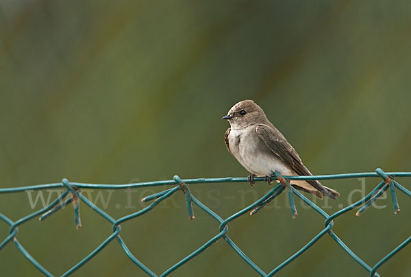 Braunkehluferschwalbe (Riparia paludicola)