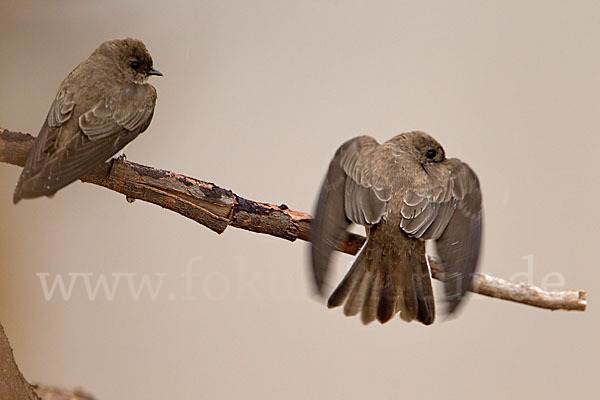 Braunkehluferschwalbe (Riparia paludicola)