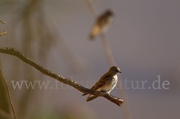 Braunkehluferschwalbe (Riparia paludicola)