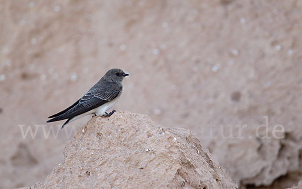 Braunkehluferschwalbe (Riparia paludicola)