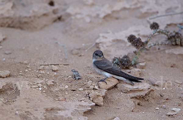 Braunkehluferschwalbe (Riparia paludicola)