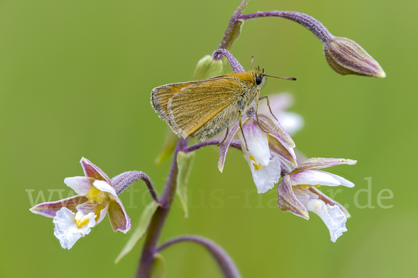 Braunkolbiger Braundickkopffalter (Thymelicus sylvestris)