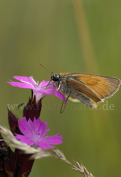 Braunkolbiger Braundickkopffalter (Thymelicus sylvestris)