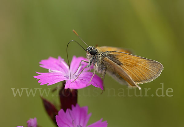 Braunkolbiger Braundickkopffalter (Thymelicus sylvestris)