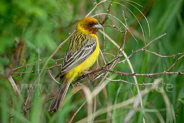 Braunkopfammer (Emberiza bruniceps)