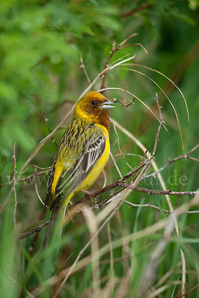 Braunkopfammer (Emberiza bruniceps)