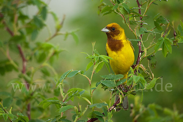 Braunkopfammer (Emberiza bruniceps)