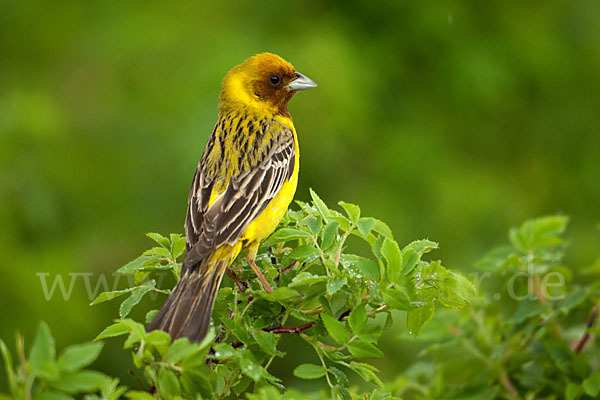 Braunkopfammer (Emberiza bruniceps)