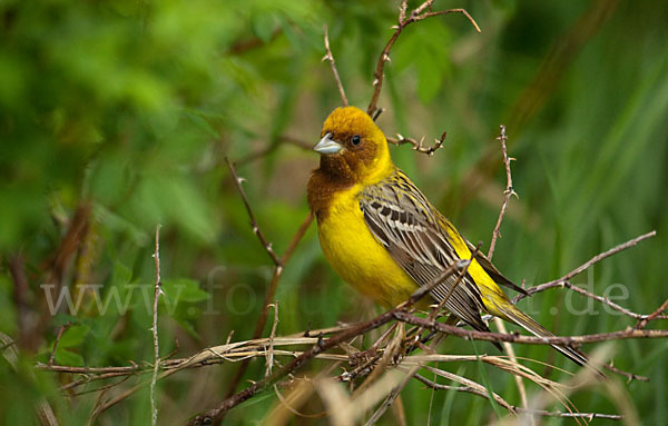 Braunkopfammer (Emberiza bruniceps)