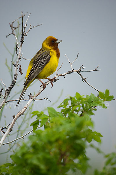 Braunkopfammer (Emberiza bruniceps)