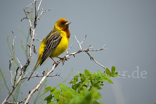 Braunkopfammer (Emberiza bruniceps)