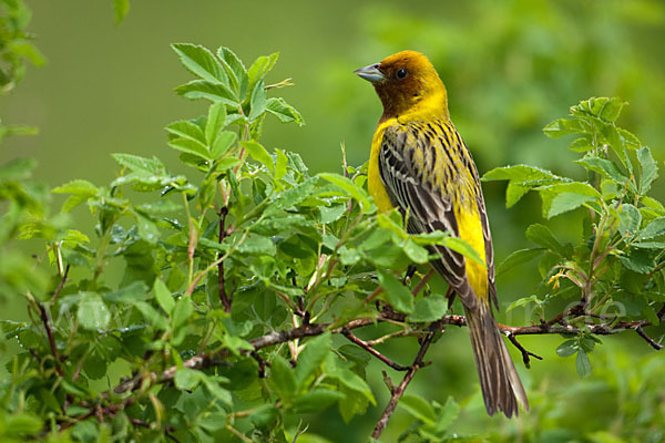 Braunkopfammer (Emberiza bruniceps)