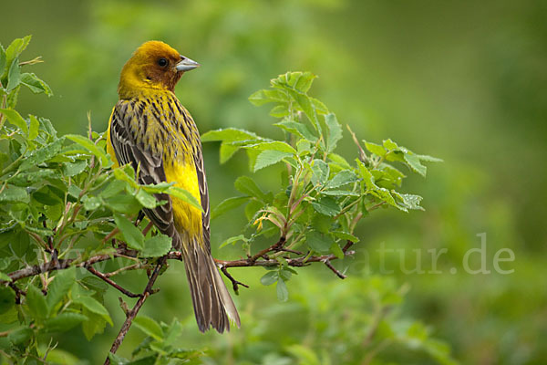 Braunkopfammer (Emberiza bruniceps)