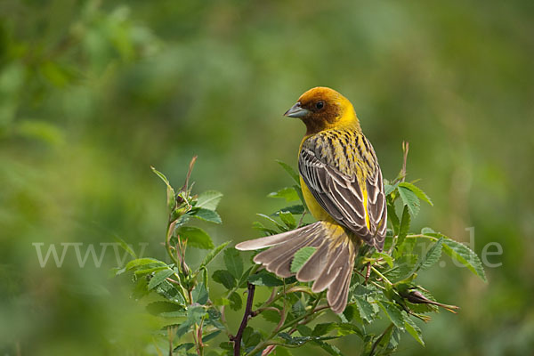 Braunkopfammer (Emberiza bruniceps)